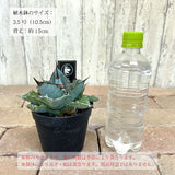 アガベ チタノタ 希少品種 3.5号 ホワイトアイス ブラック&ブルー レッドキャット