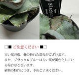 アガベ チタノタ 希少品種 3.5号 ホワイトアイス ブラック&ブルー レッドキャット