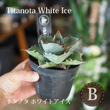 アガベ チタノタ 希少品種 3.5号