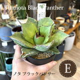 アガベ チタノタ 希少品種 3.5号