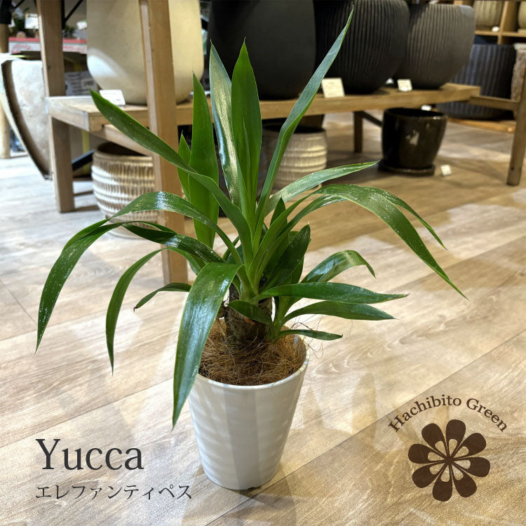 ユッカ・エレファンティペス XL 【首都圏限定】 | 観葉植物の