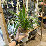 ユッカ エレファンティペス 4号