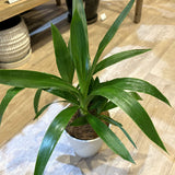 ユッカ エレファンティペス 4号