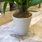 ユッカ エレファンティペス 4号