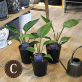 ストレリチア オーガスタ 4号