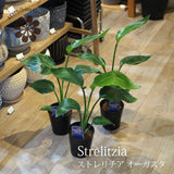 ストレリチア オーガスタ 4号