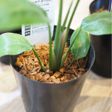 ストレリチア オーガスタ 4号