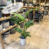 ストレリチア オーガスタ 5号