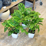 マドカズラ 3.5号 / 11cm