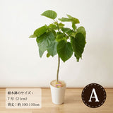 フィカス・ウンベラータ 各種