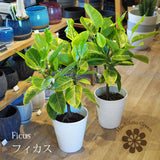 フィカス 各種 7号(21cm)