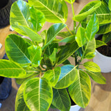 フィカス 各種 7号(21cm)