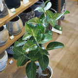 フィカス 各種 7号(21cm)