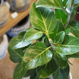 フィカス 各種 7号(21cm)