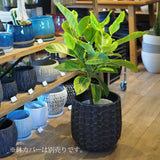 フィカス 各種 7号(21cm)