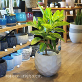 フィカス 各種 7号(21cm)