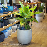 フィカス 各種 7号(21cm)