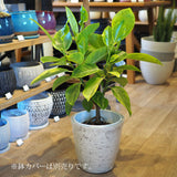 フィカス 各種 7号(21cm)