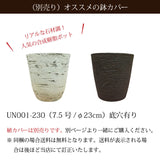 フィカス 各種 7号(21cm)