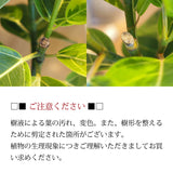 フィカス 各種 7号(21cm)