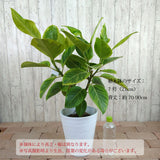 フィカス 各種 7号(21cm)