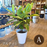 フィカス 各種 7号(21cm)