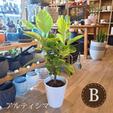 フィカス 各種 7号(21cm)