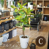 フィカス 各種 7号(21cm)