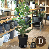 フィカス 各種 7号(21cm)