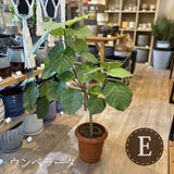 フィカス 各種 7号(21cm)