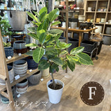 フィカス 各種 7号(21cm)