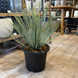 ユッカ ロストラータ 8号