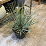 ユッカ ロストラータ 8号