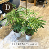 エバーフレッシュ 4号 ~ 6号