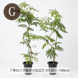 エバーフレッシュ