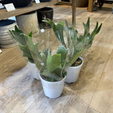 コウモリラン ビカクシダ 3.5号