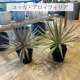 ユッカ 各種 5号