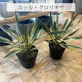 ユッカ 各種 5号