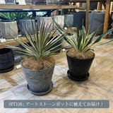 ユッカ 各種