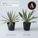 ユッカ 各種