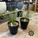 ユッカ ロストラータ 5.5号