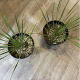 ユッカ ロストラータ 5.5号