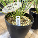 ユッカ ロストラータ 5.5号