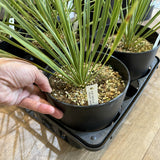 ユッカ ロストラータ 5.5号