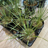 ユッカ ロストラータ 5.5号