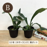 コウモリラン 各種