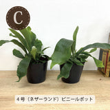 コウモリラン 各種