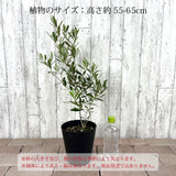 選べる品種 オリーブ 5号