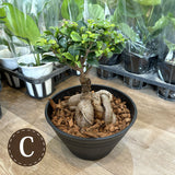 現品発送 幹太 ガジュマル 浅型鉢