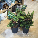 カラテア マコヤナ 5号